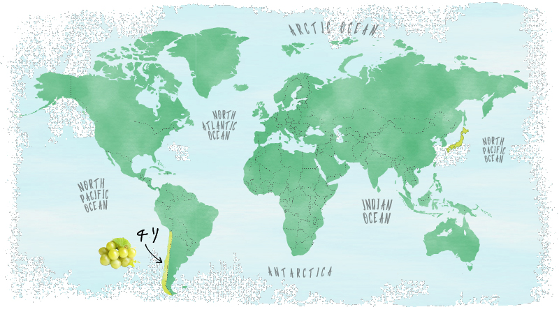 産地MAP_WhiteGrapes_ホワイトグレープ_チリ