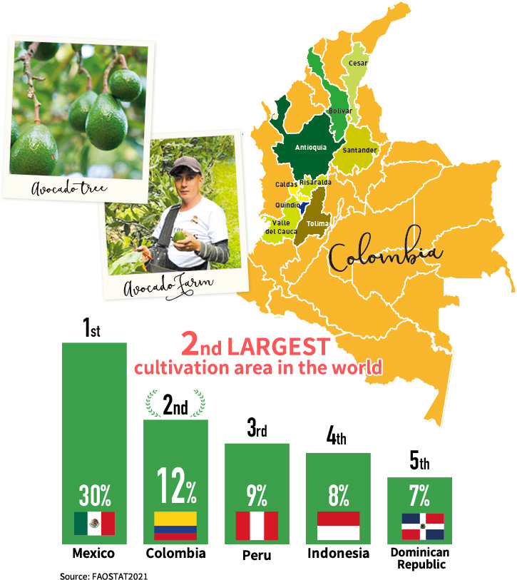 Colombia is the 2nd LARGEST 
cultivation area in the world