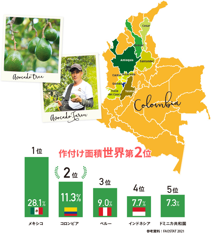 アボカド作付け面積世界第2位