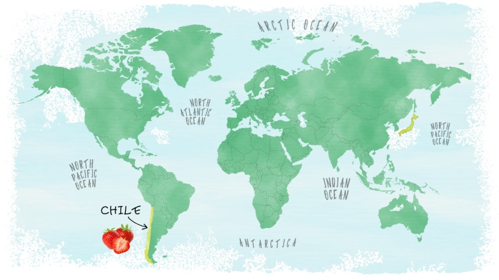 産地MAP Strawberry いちご　チリ